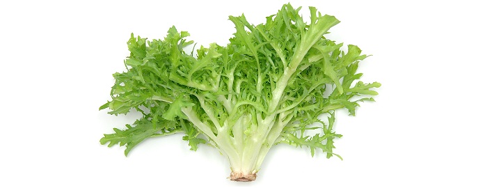 Andijvie Andijvie