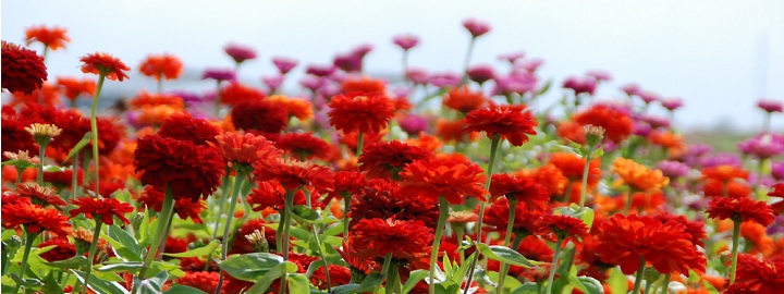Bloem en tuin Bloem en tuin
