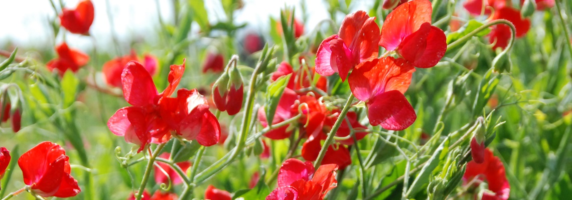 Bloemenmengsels Friendly Flowers