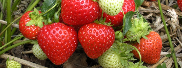 Aardbeien Aardbeien