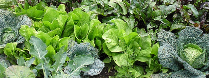 Biologische Tuin Biologische Tuin