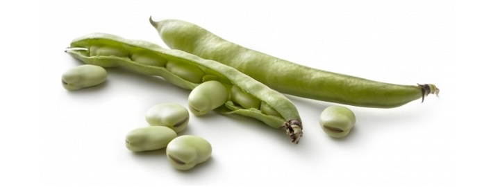 Tuinbonen Tuinbonen