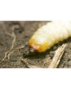 Aaltjes tegen larven taxus- en snuitkever ECOstyle 