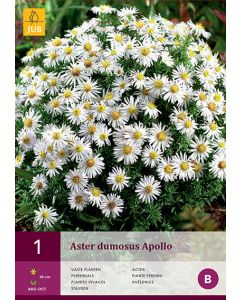 Aster Dumosus Apollo 1st