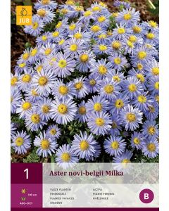 Aster Novi-Belgii Milka 1st