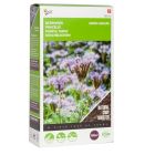 Phacelia tanacetifolia 100 gram - groenbemester
