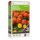 Tagetes 50 gram - groenbemester (afrikaantjes)