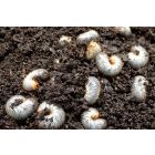 Aaltjes tegen engerlingen ECOstyle 50m²/25mln/50mln