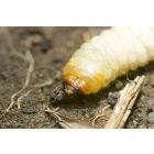Aaltjes tegen larven van taxus- en snuitkever - ECOstyle
