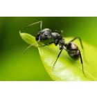 Aaltjes tegen mieren - ECOstyle