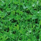 Microclover - per kilo