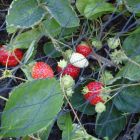 Duata Tuinnet 2x5m