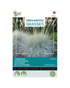 Zwenkgras Festina ca. 10 zaden - Buzzy Ornamental Grasses