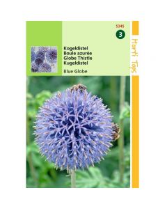 Echinops - Kogeldistel Blue Globe ca. 0,5g