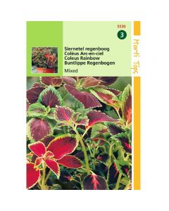 Coleus - Siernetel regenboogmengsel ca. 0,2g