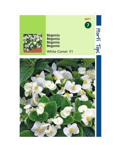 Begonia Witte Komeet F1 ca. 700 zaden