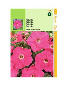 Petunia Rose of Heaven ca. 0,2g