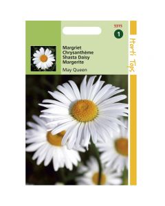 Chrysanthemum - Margriet May Queen ca. 0,75g