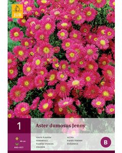 Aster Dumosus Jenny 1st