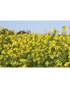 Groenbemester Gele Mosterd 150g