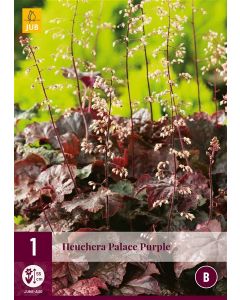 Heuchera Palace Purple 1st