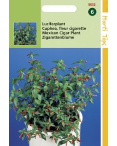Cuphea - Luciferplant 0,10g
