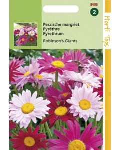 Chrysanthemum - Perzische Margriet Robinson's Giants 0,5g