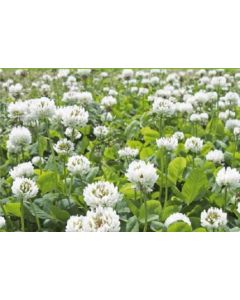 Witte Klaver 1000g - Groenbemester